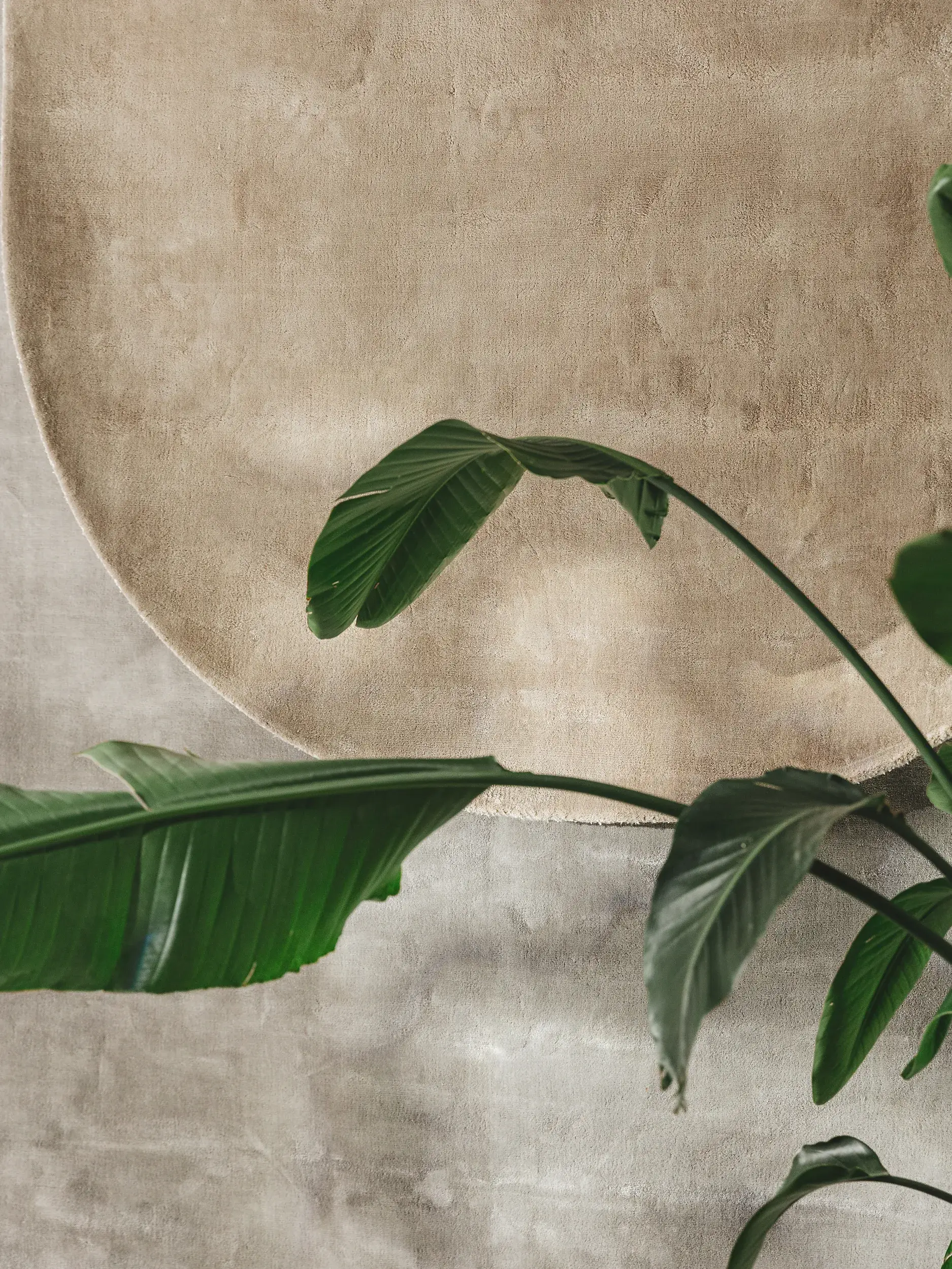 Teppich aus 100% Viskose in Taupe mit 100% Viskose hohem Flor von benuta Pure